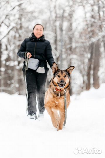 Собака в добрые руки