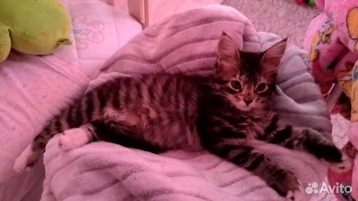 Кошечка Мейн-Кун