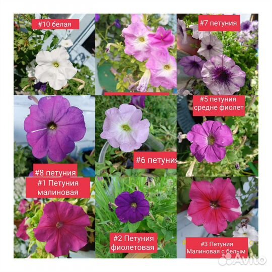 Петуния семена