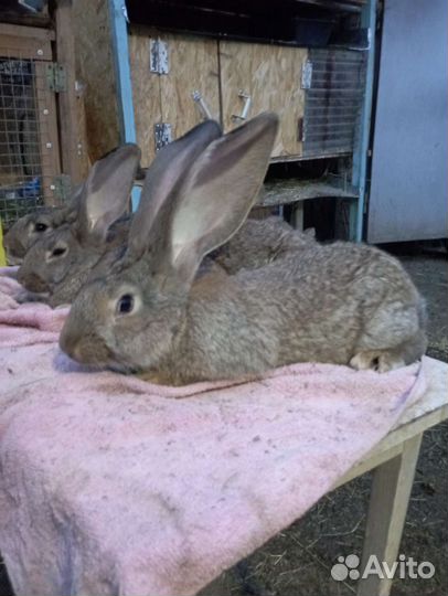 Кролики мясных пород