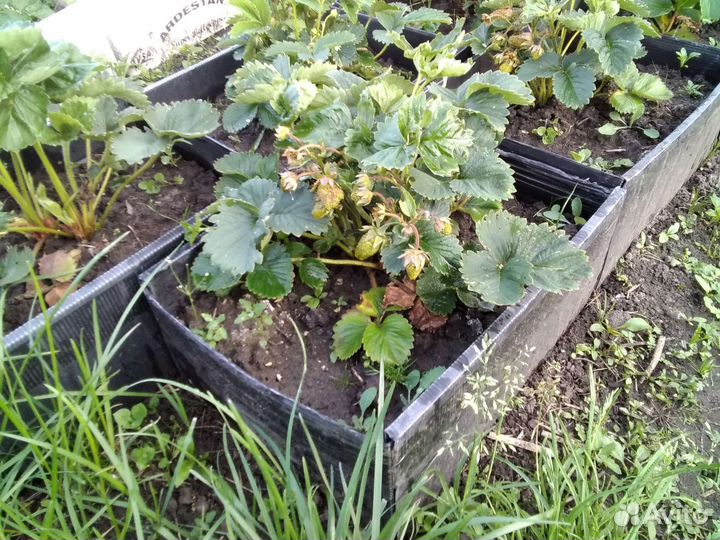 Ящики мини грядки