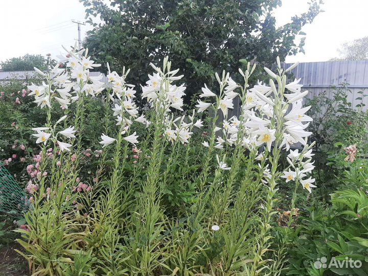 Лилия Кандидум и др