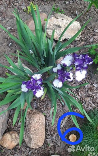 Ирисы 1