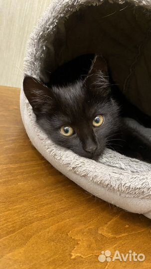 Котята в добрые руки даром