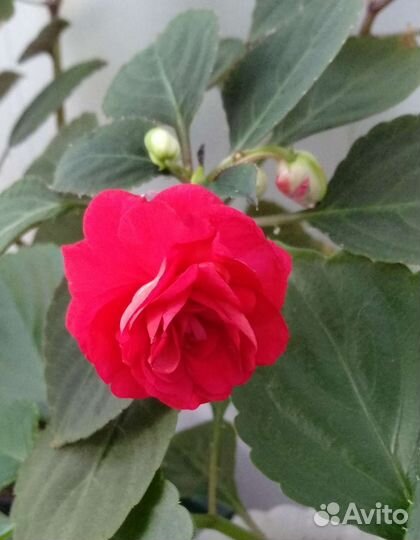 Бальзамины махровые и не только