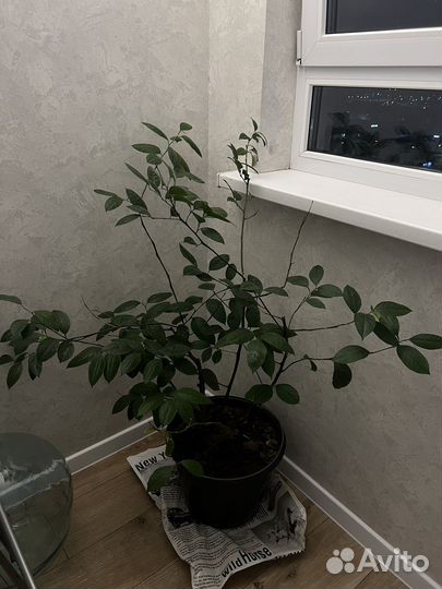 Комнатное Лимонное дерево с плодами