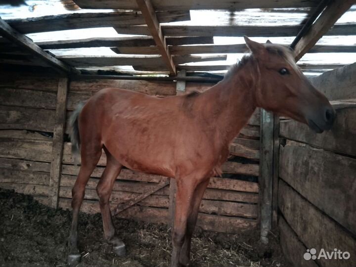 Продажа лошади