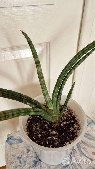 Сансевиерия цилиндрика