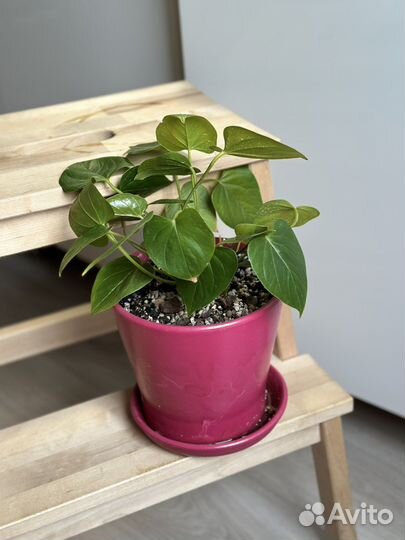 Антуриум комнатный цветок