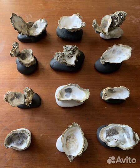 Раковины рапанов и устриц на камне