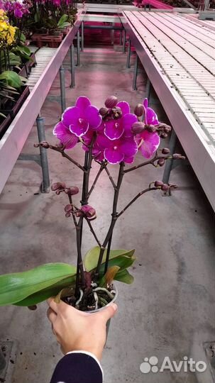 Орхидея фаленопсис
