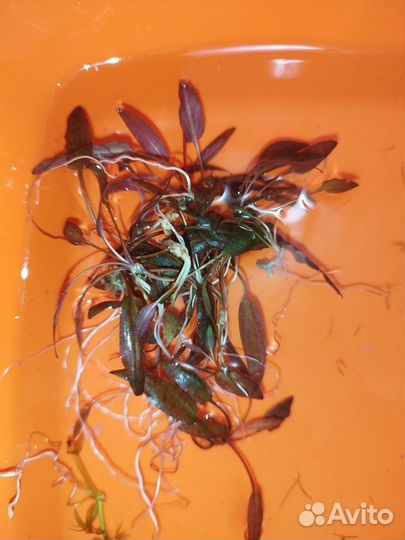 Прополка аквариума