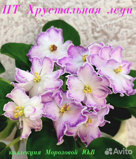 Сортовые фиалки лист