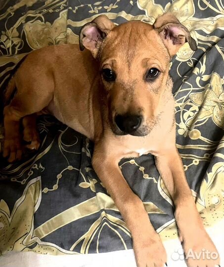 Метис лабрадора