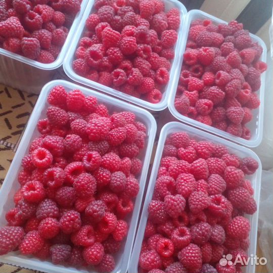 Ремонтантная малина