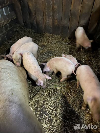 Поросята 1,5 месяца