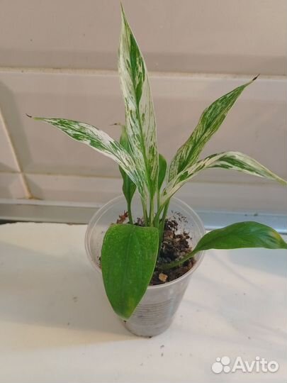 Спатифиллум Нью Ван, Дели Индонезия с белым варом