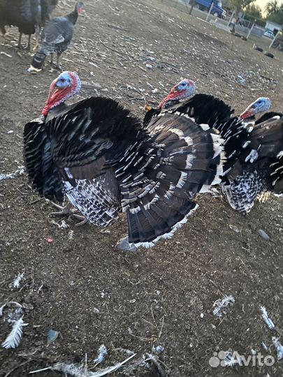 Индюшата (бройлеры)