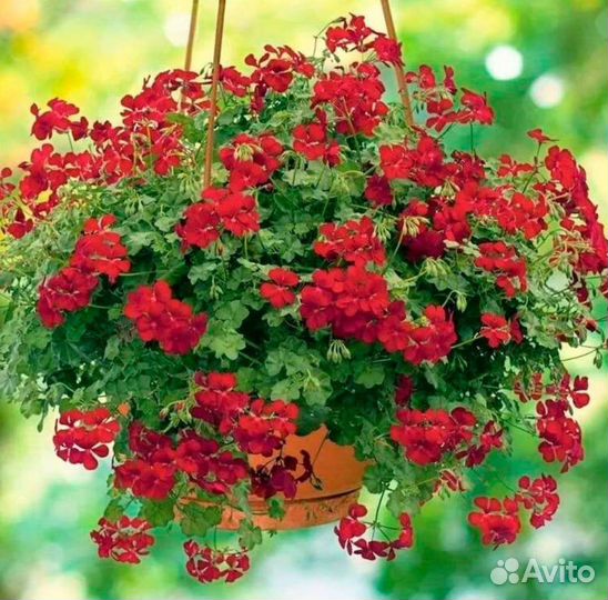 Пеларгония ампельная