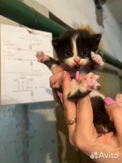 Котята в самые добрые руки