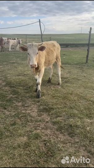 Коровы и телки