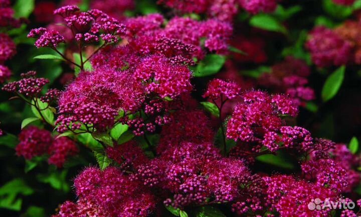 Спирея Энтони Ватерер