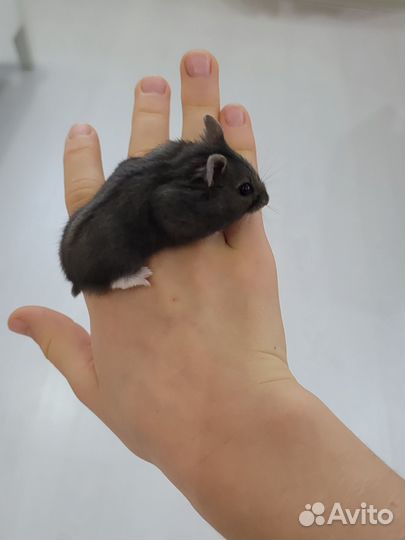 Джунгарский хомяк девочка