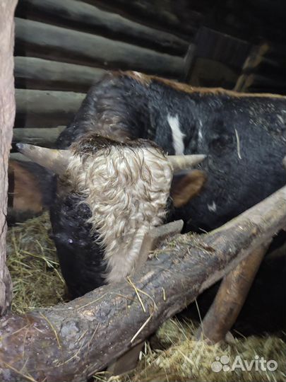 Быки на мясо