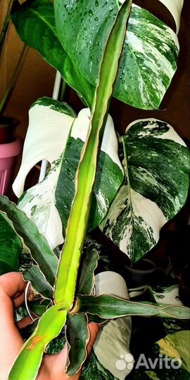 Сансевиерии сортовые, почтой отправляю