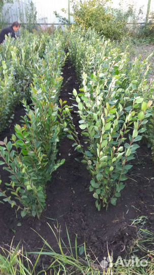 Кизильник блестящий