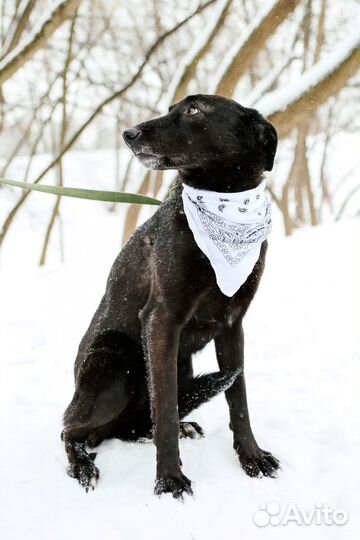 Красивая, грациозная девочка-собака в добрые руки
