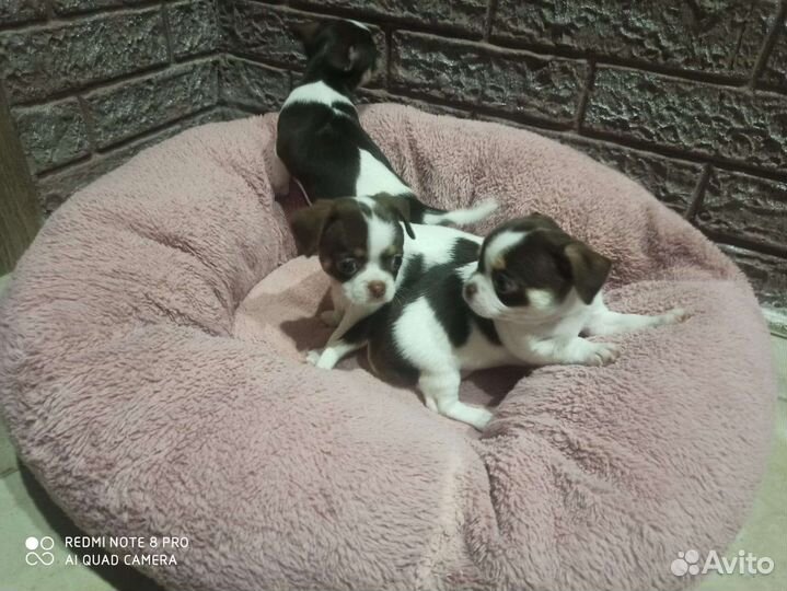 Щенки чихуахуа
