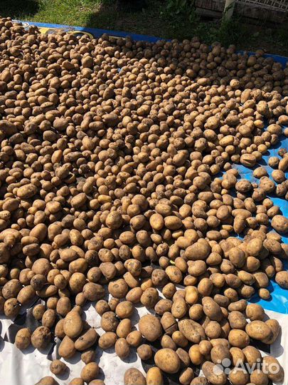 Картофель отборный