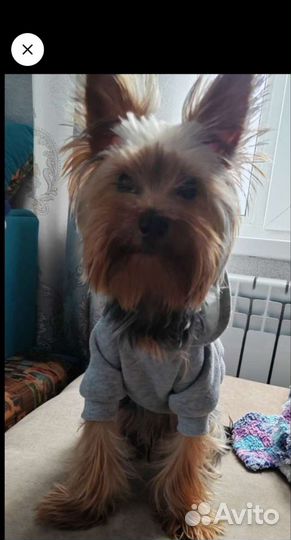 Йоркширский терьер