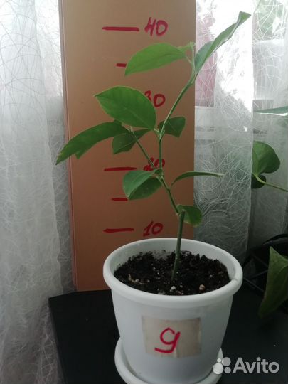 Лимонное дерево для комнатного выращивания