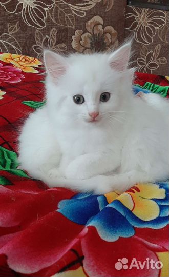Котик