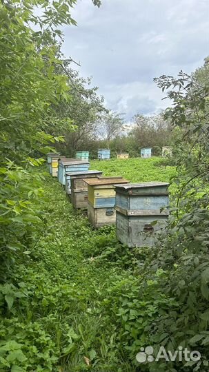 Пчелы пасека