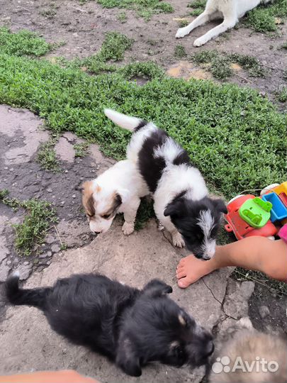 Щеночка в добрые ручки