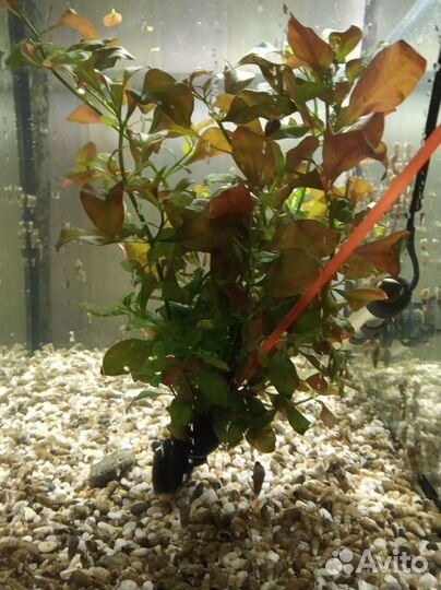 Аквариумные растения