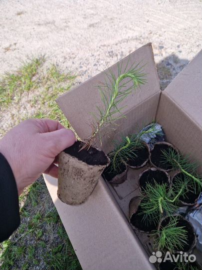 Саженцы сосны зкс