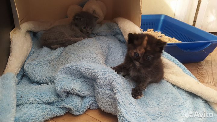 Отдам в добрые руки котят