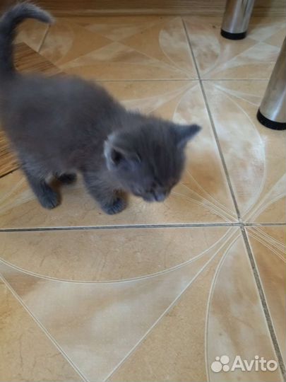 Кошка в дар