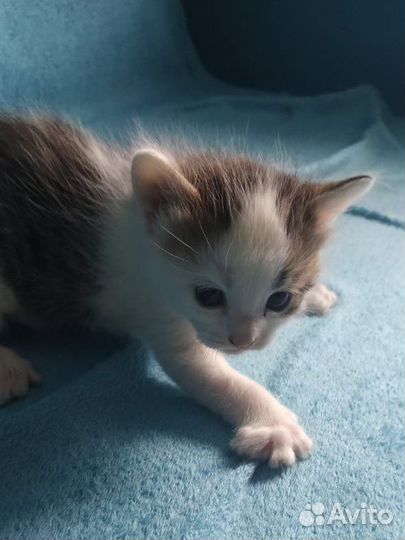 Котятки в добрые руки