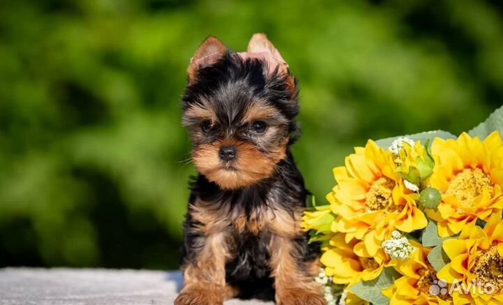 Йоркширский терьер