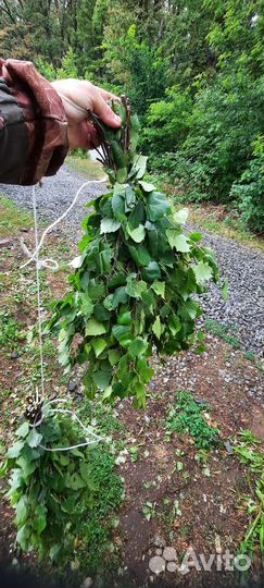 Веники для бани(свежие, замороженные)