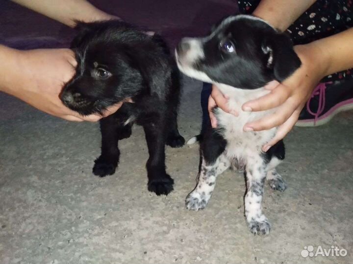 Щенки в добрые руки