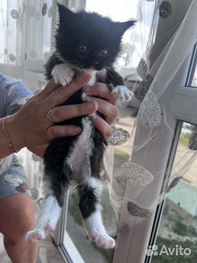 Котята мейкун