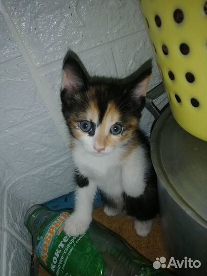 Котята в дар