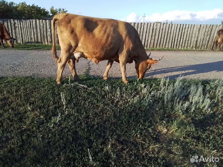 Продам коров
