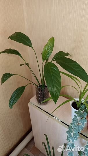 Спатифиллум